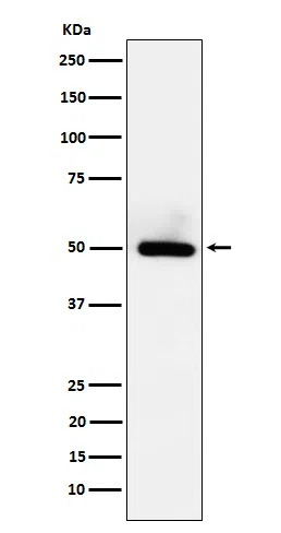 BMP15 Rabbit Monoclonal Antibody - Size: 50µl