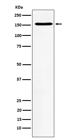 WAPL Rabbit Monoclonal Antibody - Size: 100µl