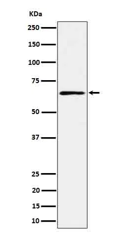 RIP2 Rabbit Monoclonal Antibody - Size: 50µl