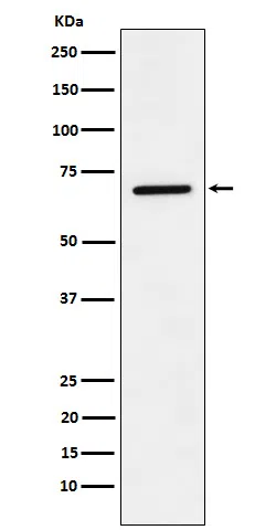 LTA4H Rabbit Monoclonal Antibody - Size: 100µl
