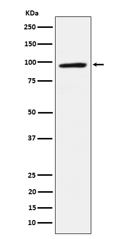 TAB3 Rabbit Monoclonal Antibody - Size: 100µl