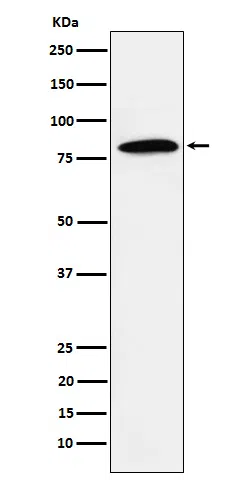 DBF4 Rabbit Monoclonal Antibody
