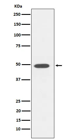 DP1 Rabbit Monoclonal Antibody - Size: 50µl