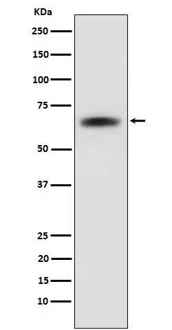 SENP2 Rabbit Monoclonal Antibody - Size: 50µl