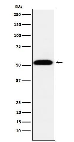TEAD1 Rabbit Monoclonal Antibody - Size: 50µl