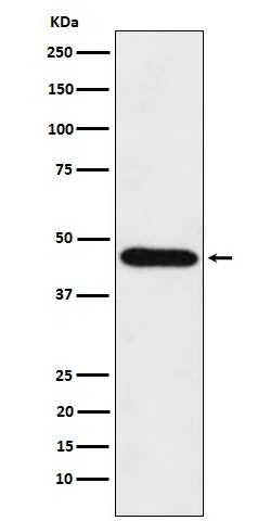 CDC123 Rabbit Monoclonal Antibody
