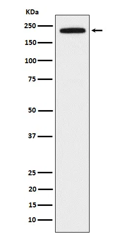 DOCK2 Rabbit Monoclonal Antibody - Size: 50µl