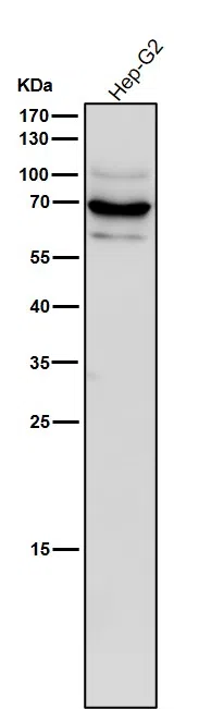 STK39 Rabbit Monoclonal Antibody - Size: 50µl