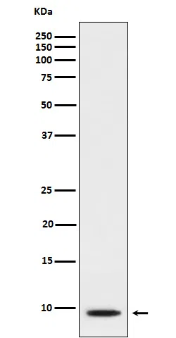 CXCL5 Rabbit Monoclonal Antibody - Size: 50µl