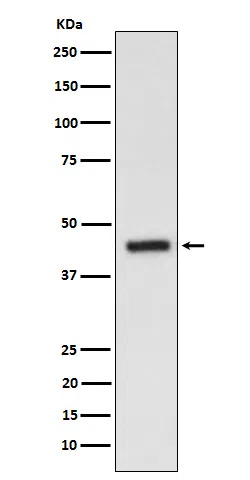 EDG3 Rabbit Monoclonal Antibody - Size: 50µl