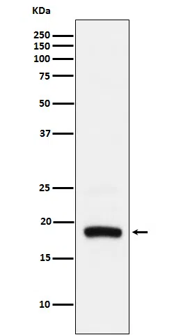 ARF5 Rabbit Monoclonal Antibody - Size: 50µl