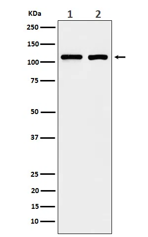 eIF3B Rabbit Monoclonal Antibody