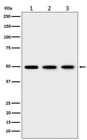 EEF1G Rabbit Monoclonal Antibody
