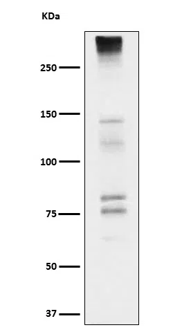 Neurocan Rabbit Monoclonal Antibody - Size: 50µl