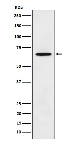 ECM1 Rabbit Monoclonal Antibody - Size: 50µl