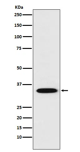 STX1A Rabbit Monoclonal Antibody