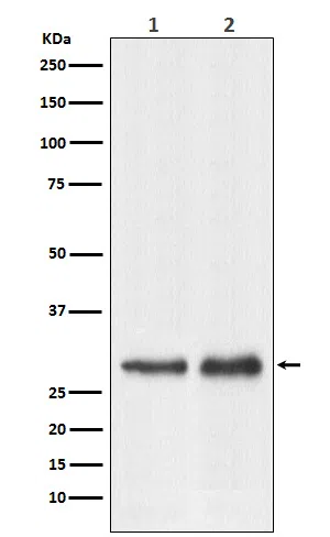 RPL7A Rabbit Monoclonal Antibody - Size: 100µl