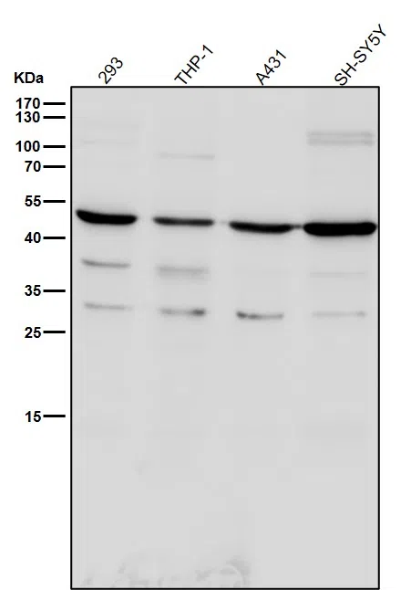 TROY Rabbit Monoclonal Antibody - Size: 100µl
