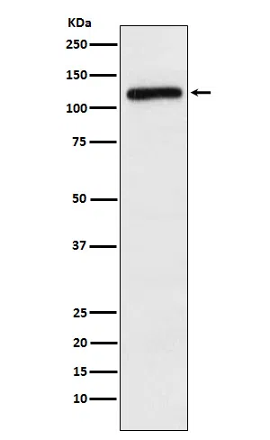 APLP2 Rabbit Monoclonal Antibody - Size: 100µl