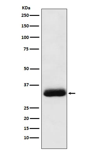 Alpha SNAP Rabbit Monoclonal Antibody