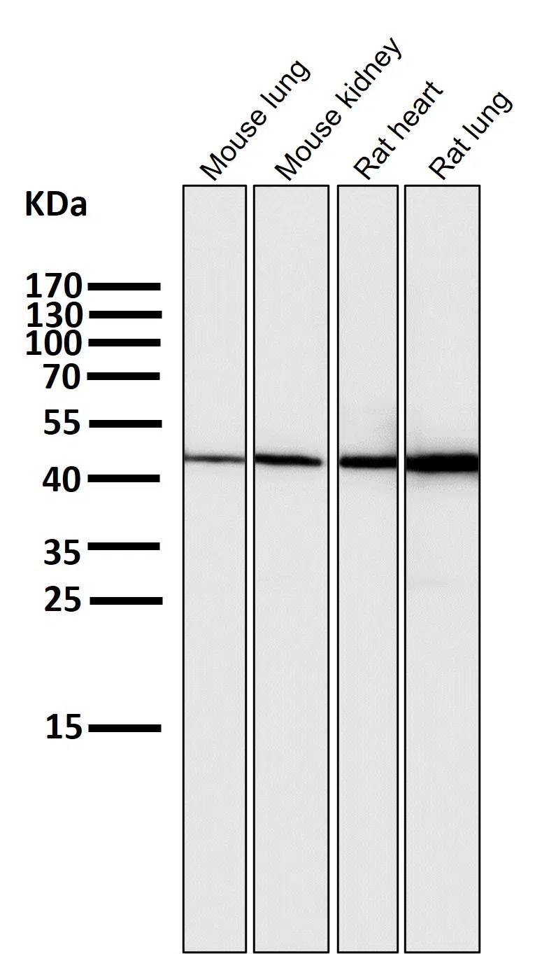 HMGCS2 Rabbit Monoclonal Antibody - Size: 100µl
