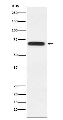 RGAP1 Rabbit Monoclonal Antibody - Size: 100µl
