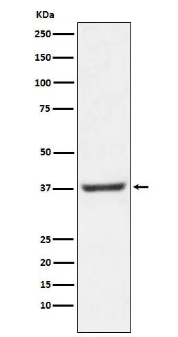 NFYA Rabbit Monoclonal Antibody - Size: 100µl