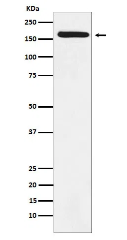 BAT3 Rabbit Monoclonal Antibody