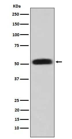Glycerol kinase Rabbit Monoclonal Antibody - Size: 100µl