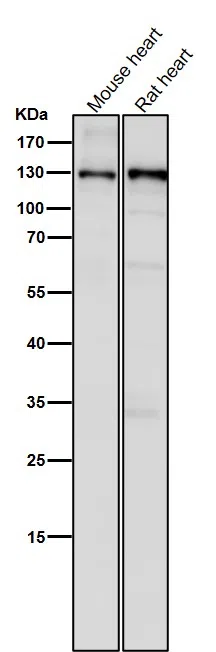CC2D1A Rabbit Monoclonal Antibody - Size: 100µl