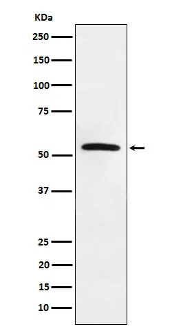 MLKL Rabbit Monoclonal Antibody - Size: 100µl