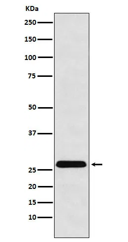 HLA-DRB4 Rabbit Monoclonal Antibody