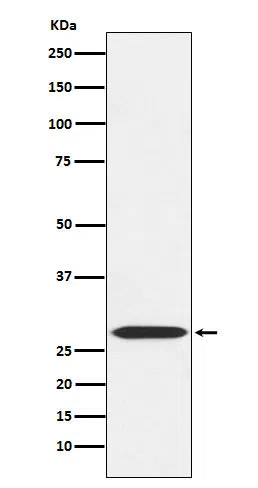 MRPL28 Rabbit Monoclonal Antibody - Size: 100µl