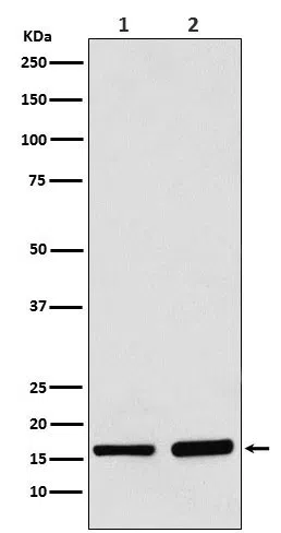 AP2S1 Rabbit Monoclonal Antibody - Size: 50µl