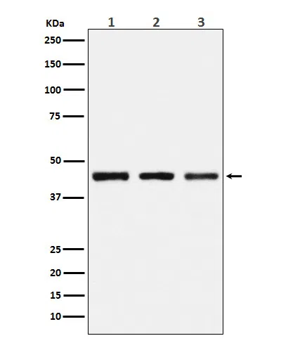 PGD Rabbit Monoclonal Antibody - Size: 50µl