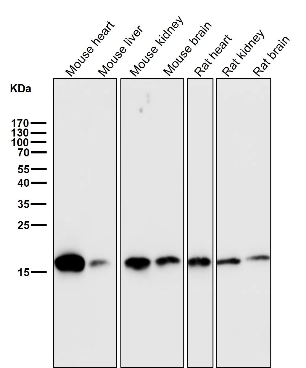 COXIV Rabbit Monoclonal Antibody - Size: 50µl