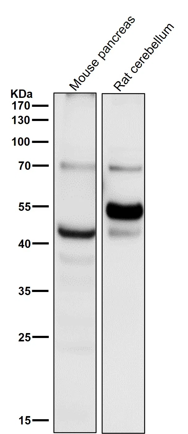 Caspase-1 Rabbit Monoclonal Antibody - Size: 100µl