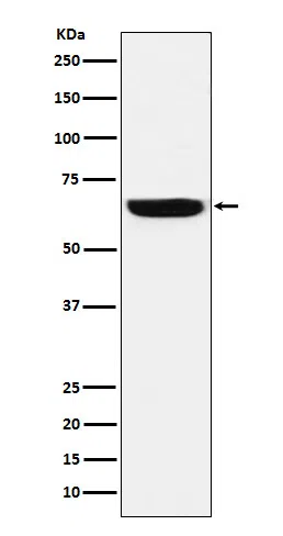 GBP1 Rabbit Monoclonal Antibody - Size: 50µl