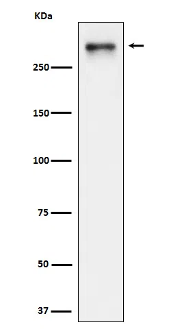 USP24 Rabbit Monoclonal Antibody - Size: 100µl