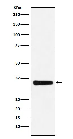 MED4 Rabbit Monoclonal Antibody - Size: 50µl