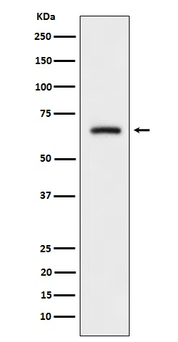CRMP3 Rabbit Monoclonal Antibody - Size: 50µl