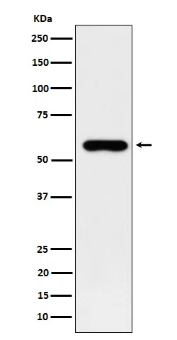 SUOX Rabbit Monoclonal Antibody - Size: 50µl