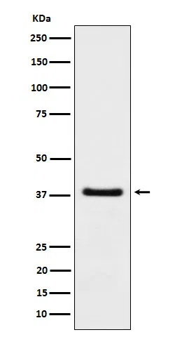 HDGF Rabbit Monoclonal Antibody - Size: 100µl