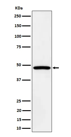 PTPN1/2 Rabbit Monoclonal Antibody - Size: 50µl
