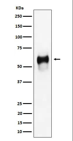 CD58 Rabbit Monoclonal Antibody