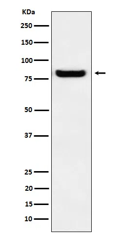 GLU2B Rabbit Monoclonal Antibody - Size: 100µl
