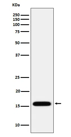 MGST1 Rabbit Monoclonal Antibody - Size: 50µl