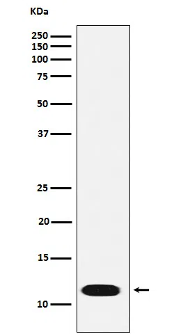 CTNNBIP1 Rabbit Monoclonal Antibody - Size: 50µl