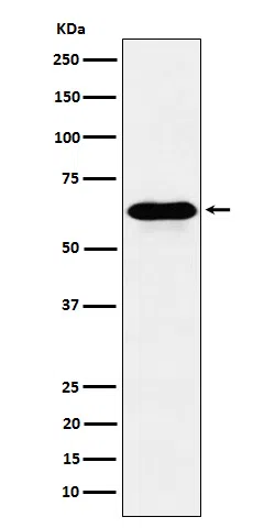 COASY Rabbit Monoclonal Antibody - Size: 50µl