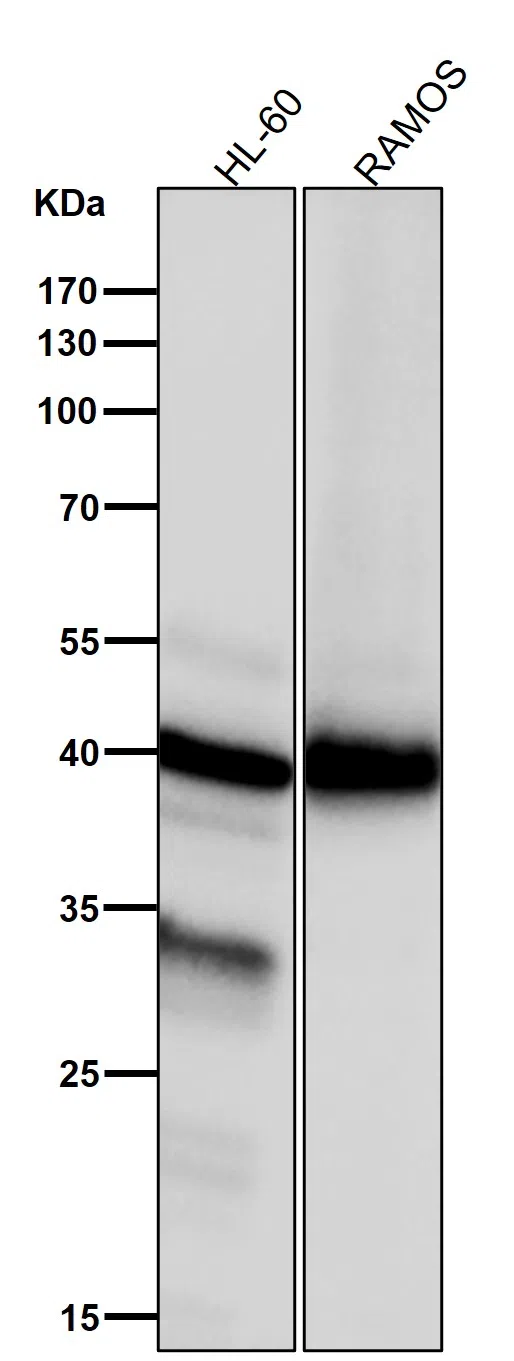 NCF4 Rabbit Monoclonal Antibody - Size: 100µl